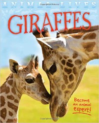 Animal Lives : Giraffes